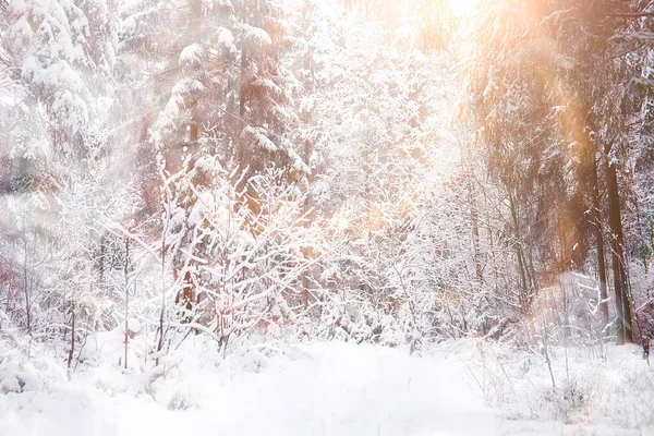 Χειμερινό Τοπίο Δάσος Κάτω Από Χιόνι Χειμερινό Πάρκο — Φωτογραφία Αρχείου