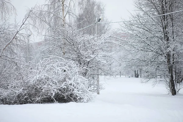 Зимовий Пейзаж Ліс Під Снігом Зимовий Парк — стокове фото