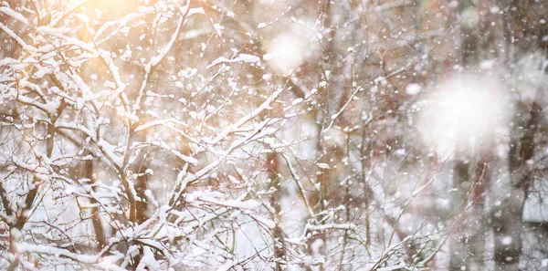 Winter Park Ban Tájkép Havas Időben Januári Nap — Stock Fotó