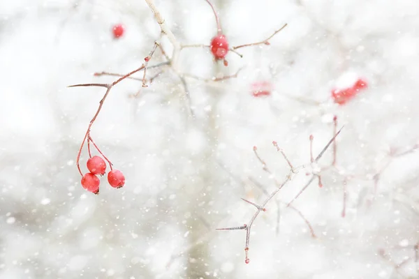 Paesaggio Invernale Campi Campagna Strade Nella Neve — Foto Stock