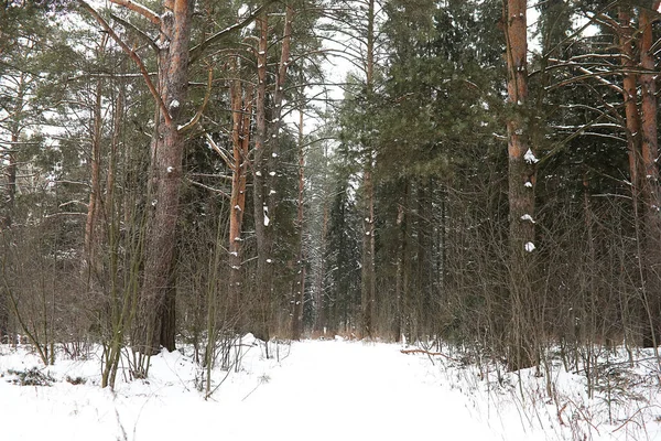 Paisagem Inverno Campos Campo Estradas Neve — Fotografia de Stock