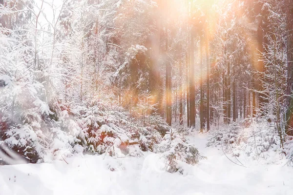 Winterlandschaft Wald Unter Dem Schnee Winterpark — Stockfoto