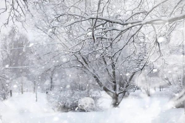 Paisaje Invernal Bosque Bajo Nieve Parque Invierno —  Fotos de Stock