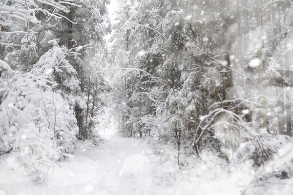 Winter Landscape Forest Snow Winter Park — Stock Photo, Image