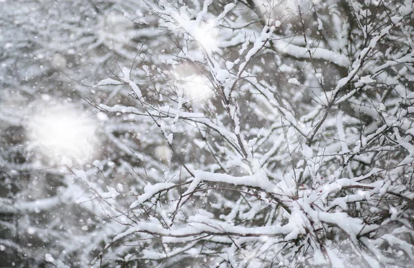Γουίντερ Παρκ Τοπίο Χιονισμένο Καιρό Ημέρα Ιανουαρίου — Φωτογραφία Αρχείου