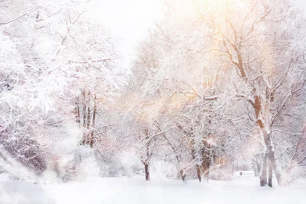 Paisagem Inverno Floresta Sob Neve Parque Inverno — Fotografia de Stock