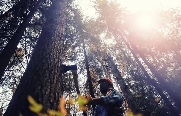 Maschio Lavoratore Con Ascia Tagliare Albero Nella Foresta — Foto Stock