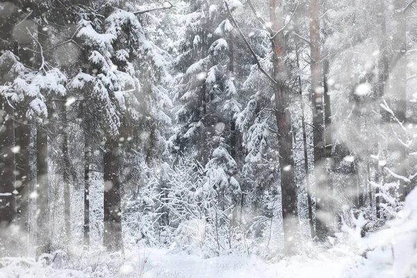 Paisaje Invernal Bosque Bajo Nieve Parque Invierno — Foto de Stock