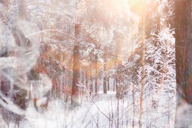 Kış manzarası. Karların altındaki orman. Kış Parkı.