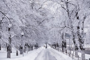 Kış orman manzarası. Kar altında uzun ağaçlar. Ocak ayının soğuk günü parkta.