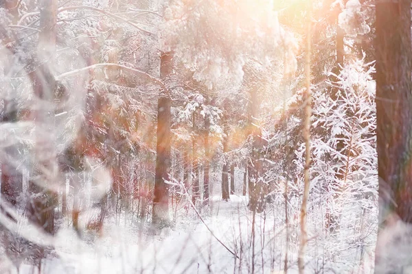 Kış Manzarası Karların Altındaki Orman Kış Parkı — Stok fotoğraf