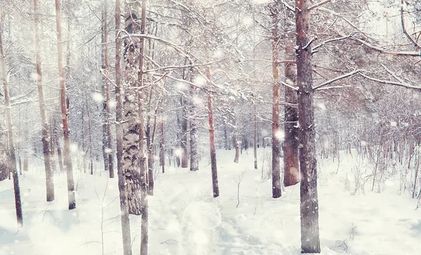 Vinterskogens Landskap Höga Träd Snötäcket Januari Frostiga Dag Parken — Stockfoto