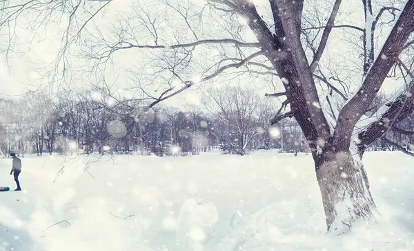 Paesaggio Forestale Invernale Alberi Alti Sotto Manto Neve Gennaio Giornata — Foto Stock