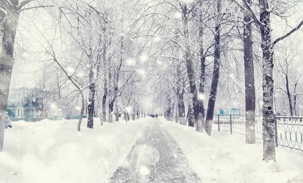 Winterbos Landschap Hoge Bomen Onder Sneeuw Januari Ijzige Dag Park — Stockfoto