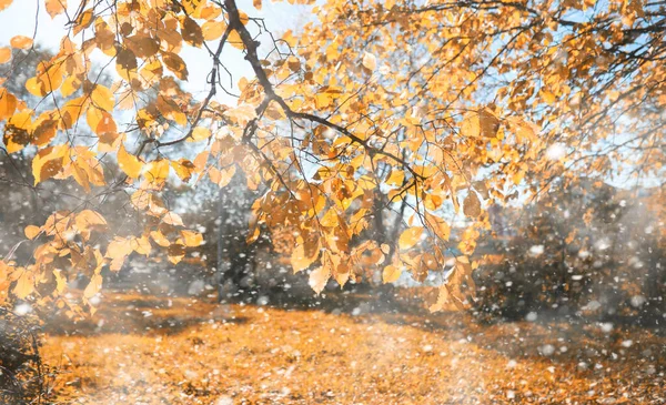 Parque Otoño Los Días Del Primer Sno — Foto de Stock