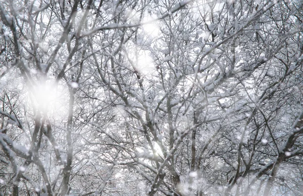 Winter Park Krajina Sněhového Počasí Lednový Den — Stock fotografie