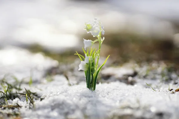 Die Ersten Frühlingsblumen Schneeglöckchen Wald Wachsen Aus Schnee Weiße Maiglöckchen — Stockfoto