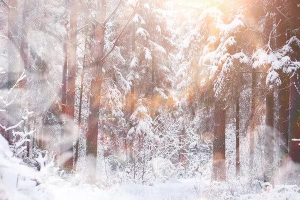 Paisaje Invernal Bosque Bajo Nieve Parque Invierno — Foto de Stock