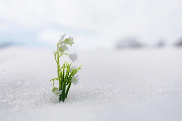 Primeiras Flores Primavera Gotas Neve Floresta Crescem Neve Lírio Branco — Fotografia de Stock