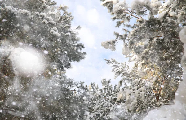 Winter Park Krajina Sněhového Počasí Lednový Den — Stock fotografie