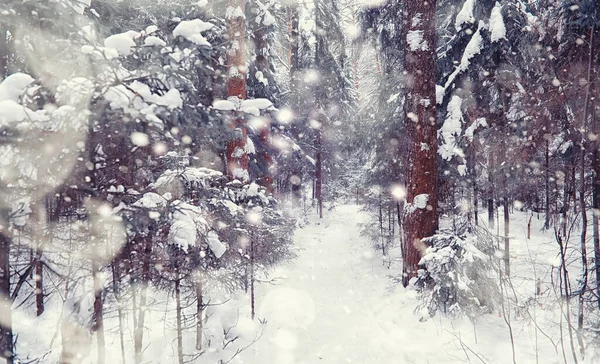 Vinterskogens Landskap Höga Träd Snötäcket Januari Frostiga Dag Parken — Stockfoto