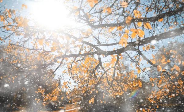 Őszi Park Nap Első Sno — Stock Fotó