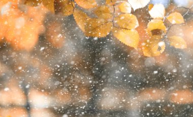 İlk sno günlerinde Sonbahar parkı