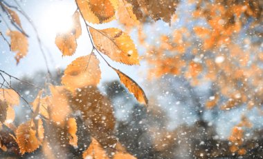 İlk sno günlerinde Sonbahar parkı