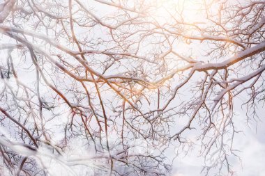 Kış manzarası. Karların altındaki orman. Kış Parkı.