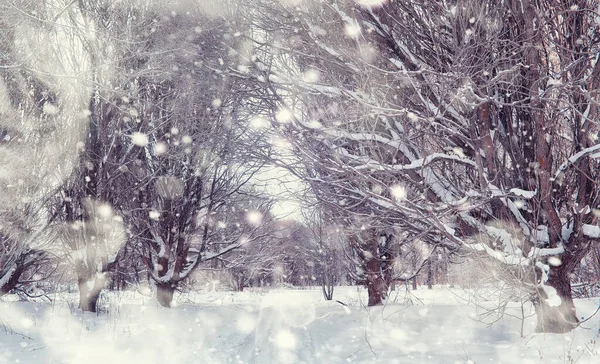 冬の森の風景 雪に覆われた背の高い木 公園で1月の霜の日 — ストック写真