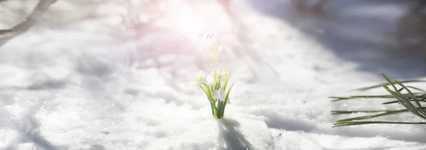 Primeira Flor Primavera Gota Neve Floresta Primavera Dia Ensolarado Floresta — Fotografia de Stock