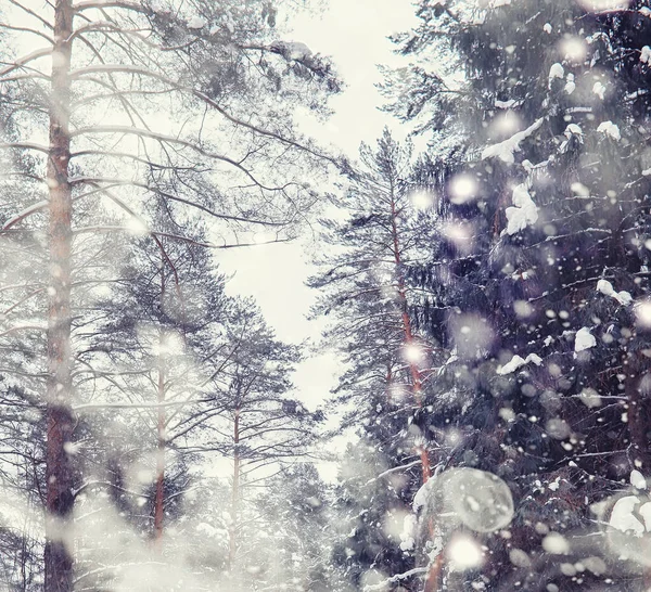 Winter forest landscape. Tall trees under snow cover. January frosty day in park.