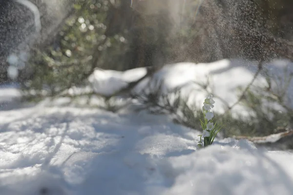 春天的第一朵花森林里的雪降 森林里阳光明媚的春天 — 图库照片