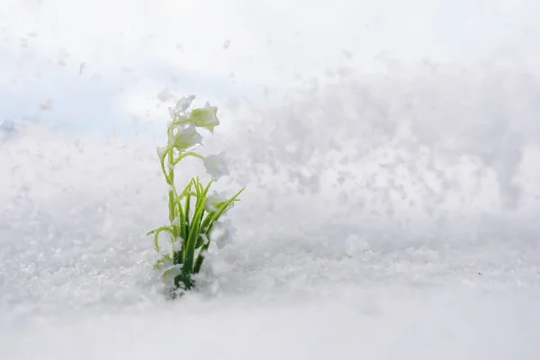 Primeiras Flores Primavera Gotas Neve Floresta Crescem Neve Lírio Branco — Fotografia de Stock