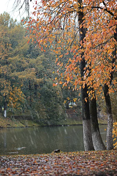 Lluvia Otoño Parque Durante — Foto de Stock