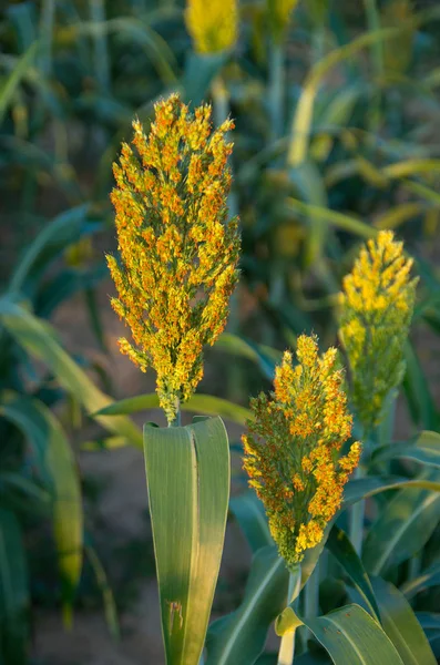 Growing grain sorghum. — Stock Photo, Image