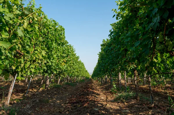 En vingård plantage av druva uthärda vinstockar. — Stockfoto