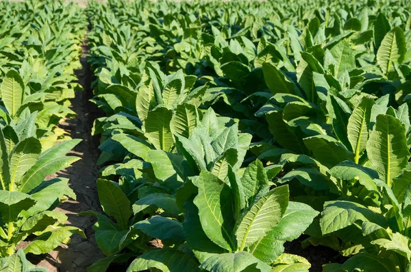 Tobacco plantation field. Nicotiana tabacum — Stock Photo, Image
