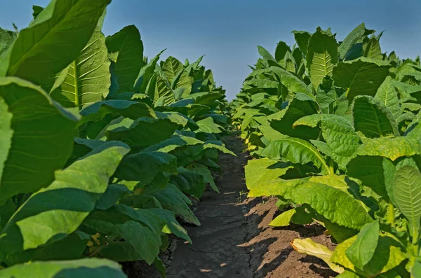 Close up Nicotiana tabacum. Common tobacco. — Stock Photo, Image