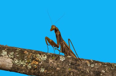 Mantis brown isolated on blue background. clipart