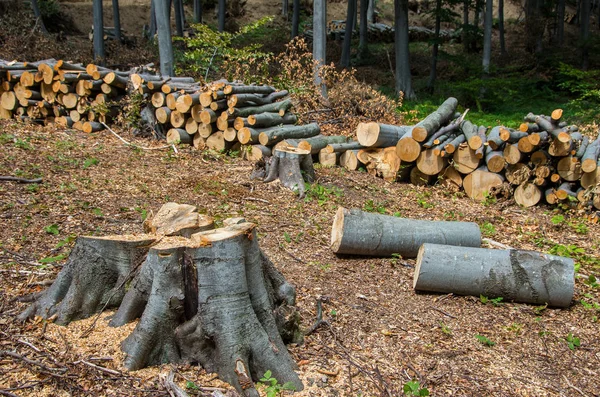 Skador på naturen. Timmer stockar staplade i en hög för borttagning från skogen. Europa — Stockfoto