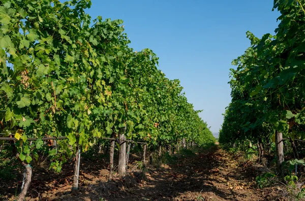 Viticulturen. Vingården plantation druva uthärda vinstockar. — Stockfoto