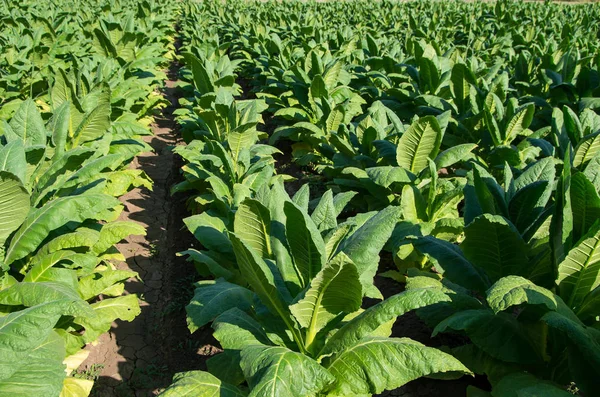 Nicotiana tabacum, cultivated tobacco. — Stock Photo, Image