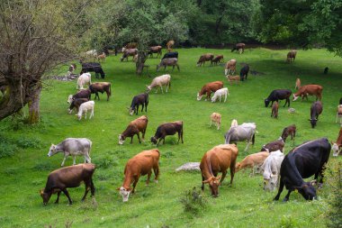 İnekler pasturebos üzerine boğa. Boğa ve buzağı inekler. Grup çiftlik sığır.