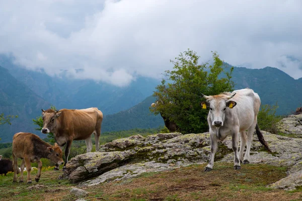 Criação de gado de montanha. Vacas e vitelos . — Fotografia de Stock