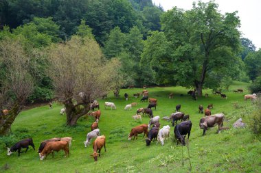 Bos, vahşi ve yerli sığır cinsi. İnekler boğa ve buzağı.