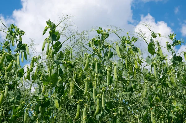 Plant peas against a blue sky background — Stock Photo, Image