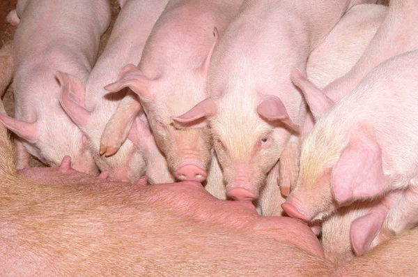 Livestock Breeding Piglets Feeding Mother Pig — Stock Photo, Image