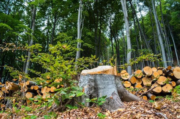 Destruction Forests Commercial Purposes Damage — Stock Photo, Image