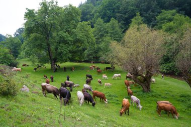 Boğa, inek ve taze ot ile çayırda otlatma Dana sürüsü. Rancho.